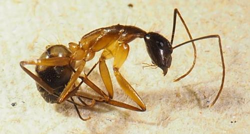 Réf. 298 867 : Camponotus sp.